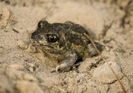 Attēlu rezultāti vaicājumam “Pelobates fuscus”