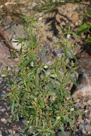 Attēlu rezultāti vaicājumam “Microrrhinum minus leaf”