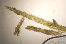 Attēlu rezultāti vaicājumam “Dicranum majus”