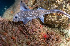 Image result for Hydrolagus colliei