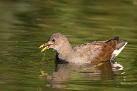 Attēlu rezultāti vaicājumam “Gallinula chloropus juvenile”