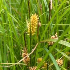 Attēlu rezultāti vaicājumam “Carex vesicaria”