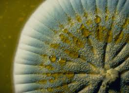 Attēlu rezultāti vaicājumam “fungi”