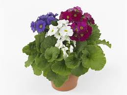 Image result for Primula obconica