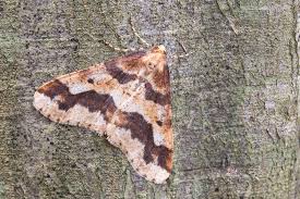 Attēlu rezultāti vaicājumam “Erannis defoliaria imago”