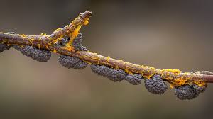 Attēlu rezultāti vaicājumam “Badhamia sp.”