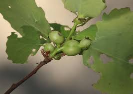 Attēlu rezultāti vaicājumam “Contarinia petioli”