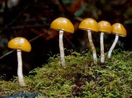 Attēlu rezultāti vaicājumam “Galerina marginata”