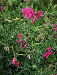 Attēlu rezultāti vaicājumam “Lathyrus tuberosus”
