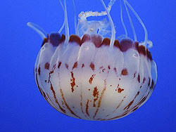 Attēlu rezultāti vaicājumam “Scyphozoa”