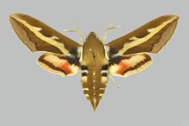 Attēlu rezultāti vaicājumam “Hyles gallii”