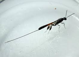 Attēlu rezultāti vaicājumam “Gasteruption jaculator imago”