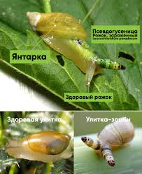 Attēlu rezultāti vaicājumam “Leucochloridium paradoxum larva”