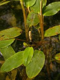 Attēlu rezultāti vaicājumam “Potamogeton praelongus leaf”