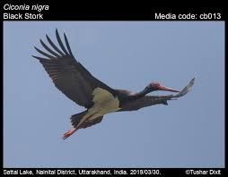 Attēlu rezultāti vaicājumam “Ciconia nigra”