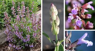 Image result for Salvia officinalis