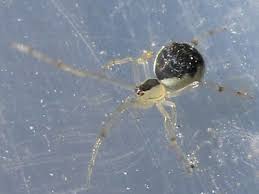 Attēlu rezultāti vaicājumam “Paidiscura pallens”