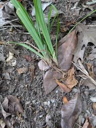 Attēlu rezultāti vaicājumam “Carex sylvatica leaf”