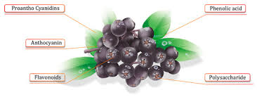 Attēlu rezultāti vaicājumam “Aronia melanocarpa fruit”