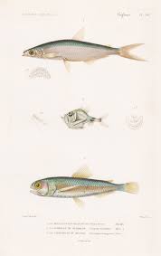 Image result for Salmo dentex