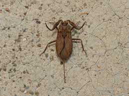 Attēlu rezultāti vaicājumam “Nepa cinerea imago”