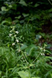 Attēlu rezultāti vaicājumam “Circaea lutetiana bud”