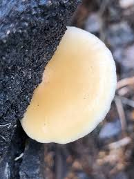 Attēlu rezultāti vaicājumam “Crepidotus versutus”