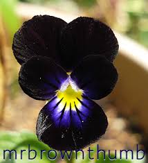 Image result for Viola cornuta