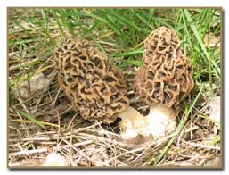 Attēlu rezultāti vaicājumam “Morchella esculenta”