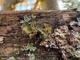 Attēlu rezultāti vaicājumam “Cetraria sepincola”