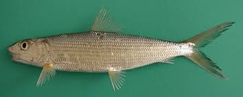 Image result for Albula vulpes