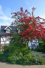 Attēlu rezultāti vaicājumam “Crataegus laevigata”