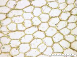 Attēlu rezultāti vaicājumam “Calypogeia sphagnicola”