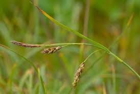 Attēlu rezultāti vaicājumam “Carex capillaris”