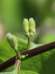 Attēlu rezultāti vaicājumam “Lonicera xylosteum bud”