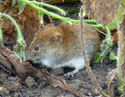Attēlu rezultāti vaicājumam “Myodes glareolus”