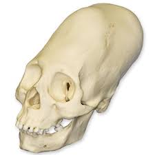 Image result for elongated skulls