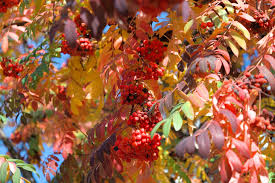 Attēlu rezultāti vaicājumam “Sorbus aucuparia”