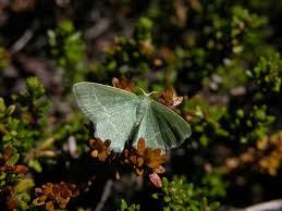 Attēlu rezultāti vaicājumam “Chlorissa viridata”