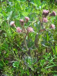 Attēlu rezultāti vaicājumam “Petasites spurius flower”