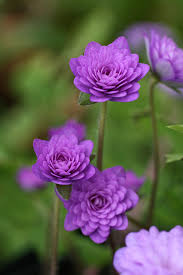 Attēlu rezultāti vaicājumam “Hepatica nobilis”