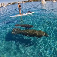 Image result for Paddletastic