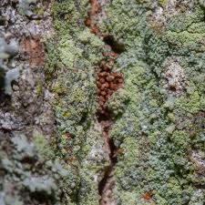 Attēlu rezultāti vaicājumam “Lecanora conizaeoides”