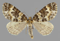 Attēlu rezultāti vaicājumam “Electrophaes corylata”