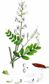 Attēlu rezultāti vaicājumam “Vicia sylvatica flower”
