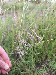 Attēlu rezultāti vaicājumam “Anisantha tectorum fruit”