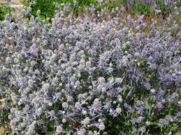 Attēlu rezultāti vaicājumam “Eryngium planum”