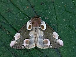 Attēlu rezultāti vaicājumam “Thyatira batis larva”