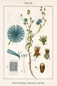 Image result for Zichorie