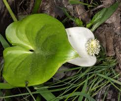 Attēlu rezultāti vaicājumam “Calla palustris leaf”